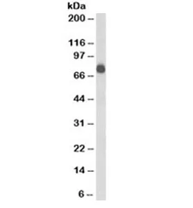 CD84 Antibody / SLAMF5 - image 1