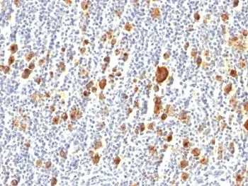 CD30 Antibody - image 1