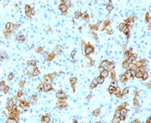CD30 Antibody - image 1