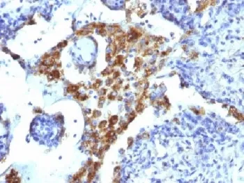Napsin A Antibody - image 1
