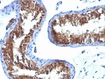 MVP Antibody / Major Vault Protein - image 1