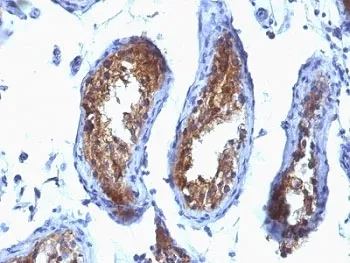 MVP Antibody / Major Vault Protein - image 1