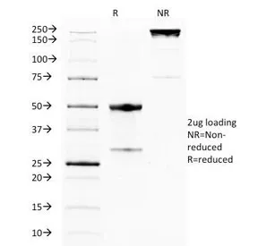GITR Antibody / TNFRSF18 - image 1