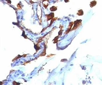 Cytokeratin 8/18 Antibody - image 1