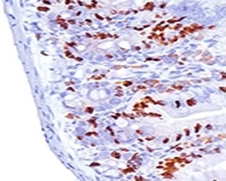 Bromodeoxyuridine / BrdU Antibody - image 1