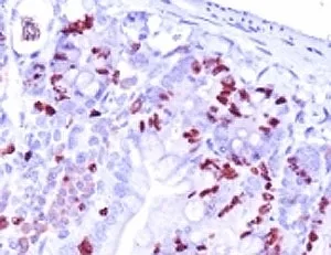 Bromodeoxyuridine / BrdU Antibody - image 1