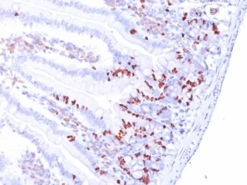 Bromodeoxyuridine / BrdU Antibody - image 1
