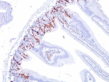 Bromodeoxyuridine / BrdU Antibody - image 1