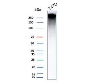 MUC1 Antibody / Mucin-1 - image 1