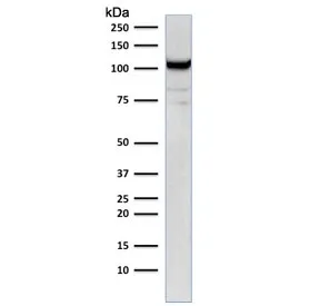 CD31 Antibody / PECAM-1 - image 1