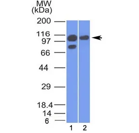 Alpha Catenin Antibody - image 1