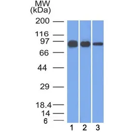 Beta Catenin Antibody - image 1