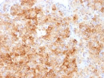Chromogranin A Antibody - image 1