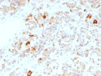 Luteinizing Hormone alpha Antibody / hCG alpha - image 1
