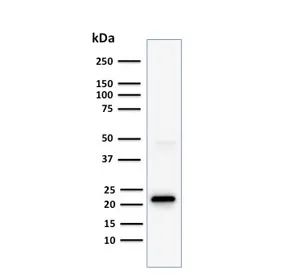 CD3 epsilon Antibody - image 1
