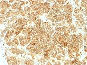 EpCAM Antibody - image 1