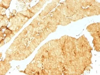 Villin Antibody - image 1