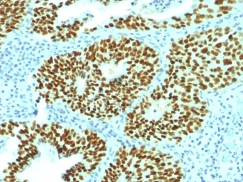 SOX2 Antibody - image 1