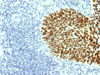 SOX2 Antibody - image 1