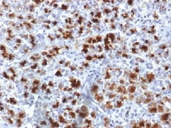CELA3B Antibody / Elastase 3B - image 1