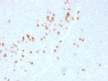Human IgG4 Antibody - image 1