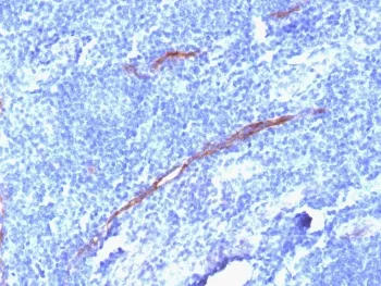 CD34 Recombinant Antibody - image 1