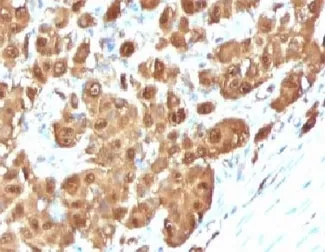 S100B Antibody - image 1