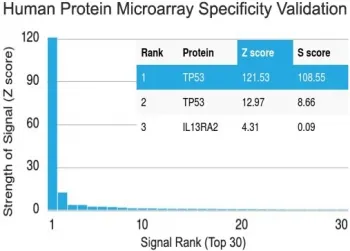 p53 Antibody / TP53 (C-Terminal Region) - image 1