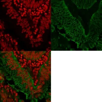EpCAM Antibody / Extracellular domain - image 1