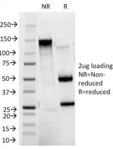 CD11b Antibody / MAC-1 - image 1