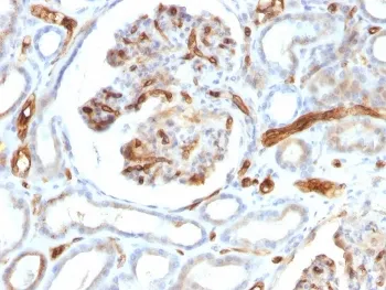 Adiponectin Antibody - image 1