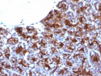 MAML3 Antibody - image 1