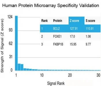 Bcl-2 Recombinant Antibody - image 1