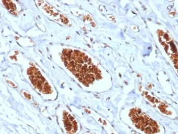 Glycophorin A Recombinant Antibody - image 1