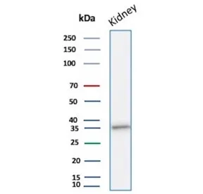 Napsin A Recombinant Antibody - image 1