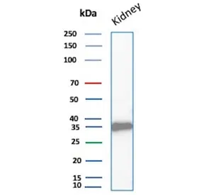 Napsin A Recombinant Antibody - image 1