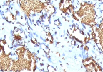 Glycophorin A Recombinant Antibody - image 1