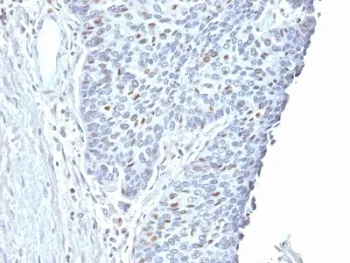Cyclin A2 Antibody / CCNA2 - image 1