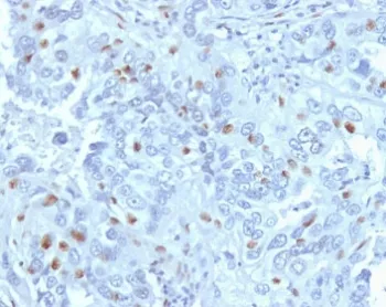 Cyclin A2 Antibody / CCNA2 - image 1