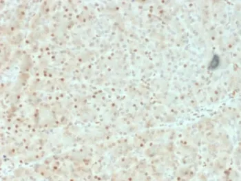 AKT1 Antibody - image 1