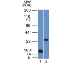 CD79b Antibody - image 1