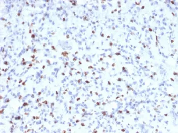 Myogenin Antibody / MYOG - image 1