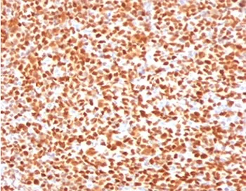 OCT-2 Antibody / POU2F2 - image 1