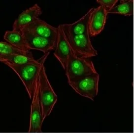 Nucleophosmin Antibody / NPM1 - image 1