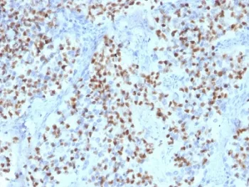OCT-2 Antibody / POU2F2 - image 1