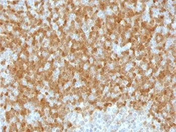 TCL1 Antibody - image 1