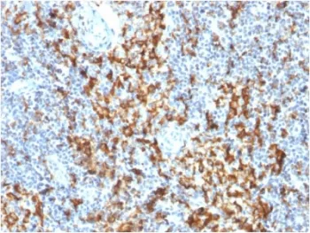 CD163 Antibody - image 1