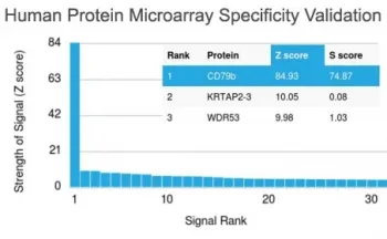 CD79b Antibody - image 1