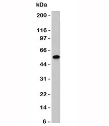 Vimentin Antibody - image 1