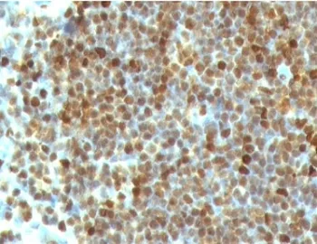 PCNA Antibody - image 1